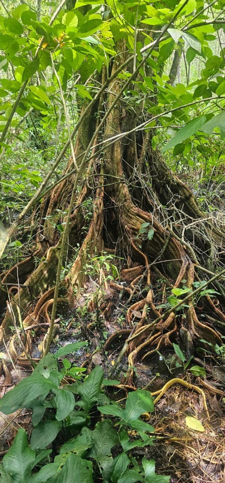 Hotel Bahia Yubarta 巴亚索拉诺 外观 照片