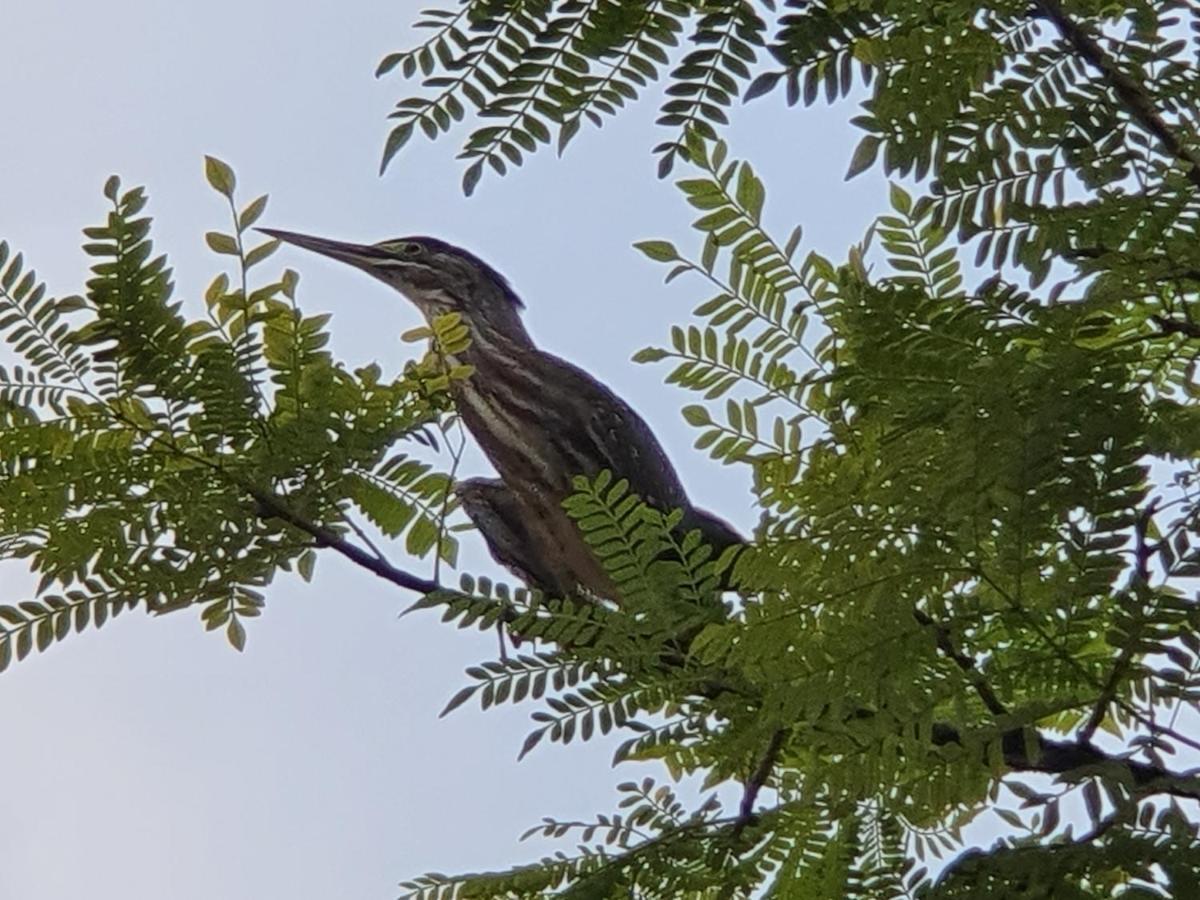Hotel Bahia Yubarta 巴亚索拉诺 外观 照片